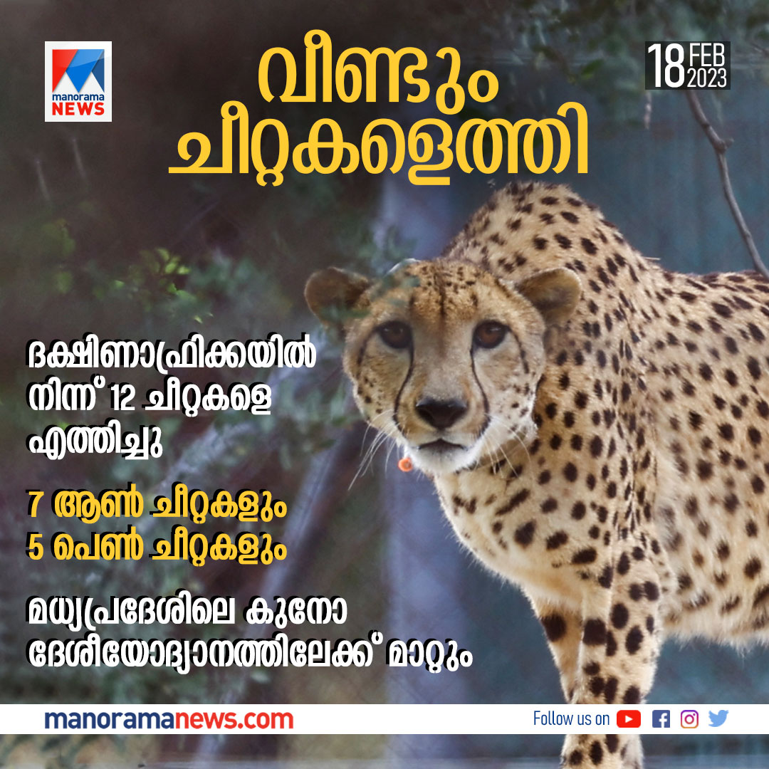 manoramanews's tweet photo. വീണ്ടും ഓപ്പറേഷൻ ചീറ്റ : ദക്ഷിണാഫ്രിക്കയിൽനിന്ന് 12 ചീറ്റകളെ ഇന്ത്യയിൽ എത്തിച്ചു #cheetah #operationcheeta #india #southafrica #wildlife #kunonationalpark #manoramanews https://t.co/vmn9cVAvXB