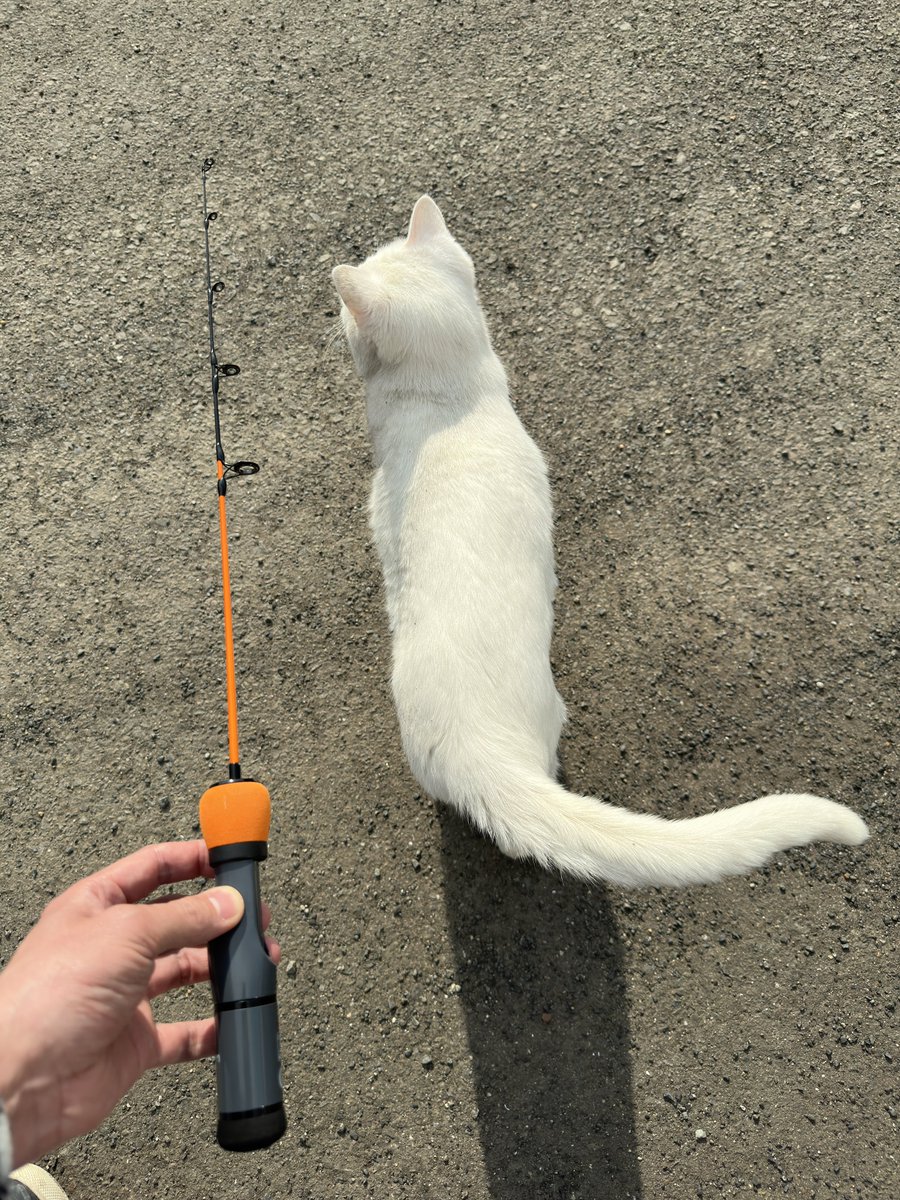 The_ssou's tweet photo. 次回の荒川ハクレン釣りと、夏のハイピッチジギングは、猫と同じくらいの長さのこの竿を使ってみたいと思います。
次使う予定のウキも大体同じ長さ

マスレンジャーだって釣れるだろうし、エッグアームだってハクレンきっと行ける

猫が汚いのは外で転がったから

#EGGARM https://t.co/WzVjtGm1Ue