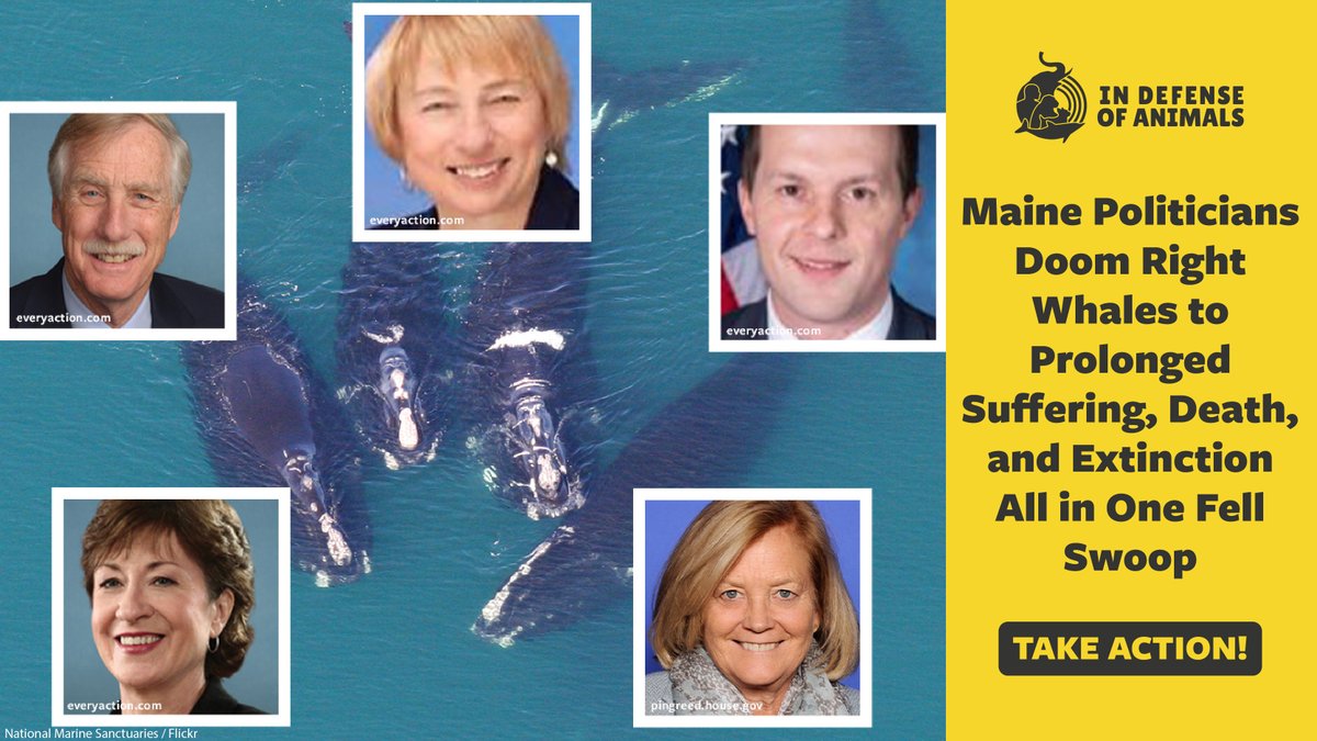 Congressional legislators & Maine’s Governor prioritized the lobster industry profits @ the expense of the critically #endangered #NorthAtlanticRightWhales. They delayed new fishing regulations using the recently passed spending bill. #SkipSeafood
Act now: bit.ly/3IyDn21