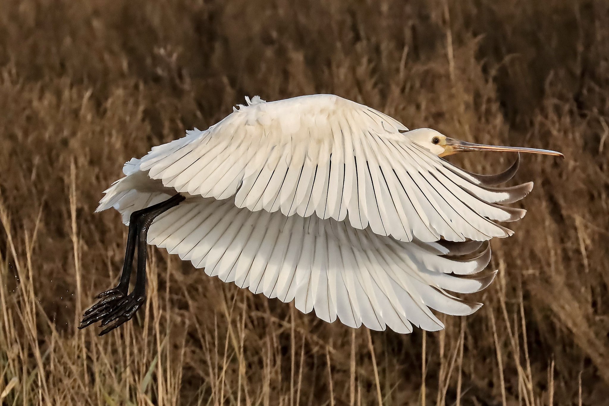 Essex Birdwatching Society on Twitter Essex Birdwatching Society on Twitter