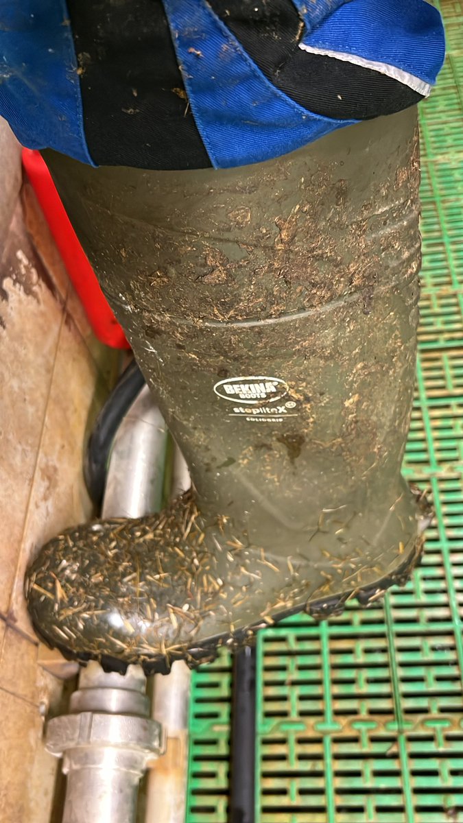 Stuckrose10 tweet media