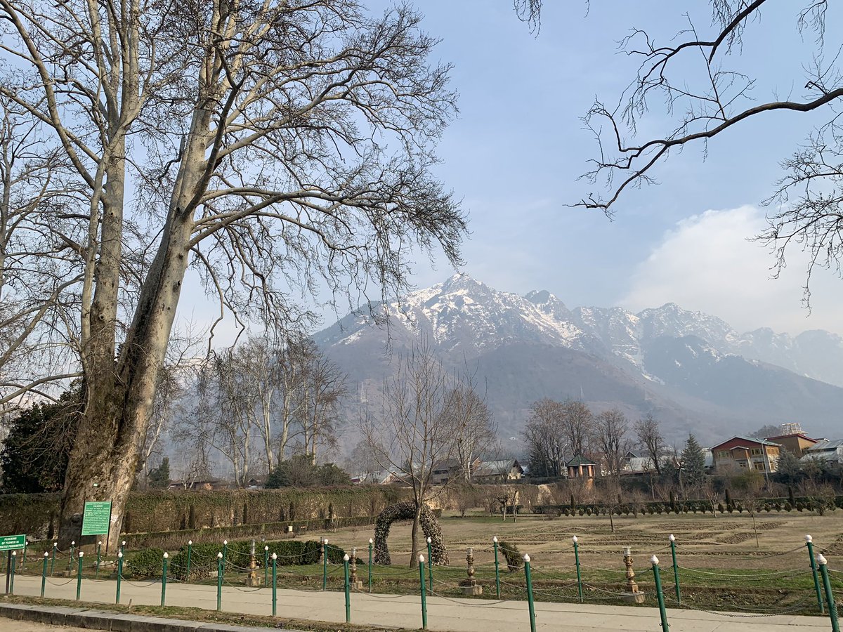 ravkan1987's tweet image. #chinarTree #Srinagar