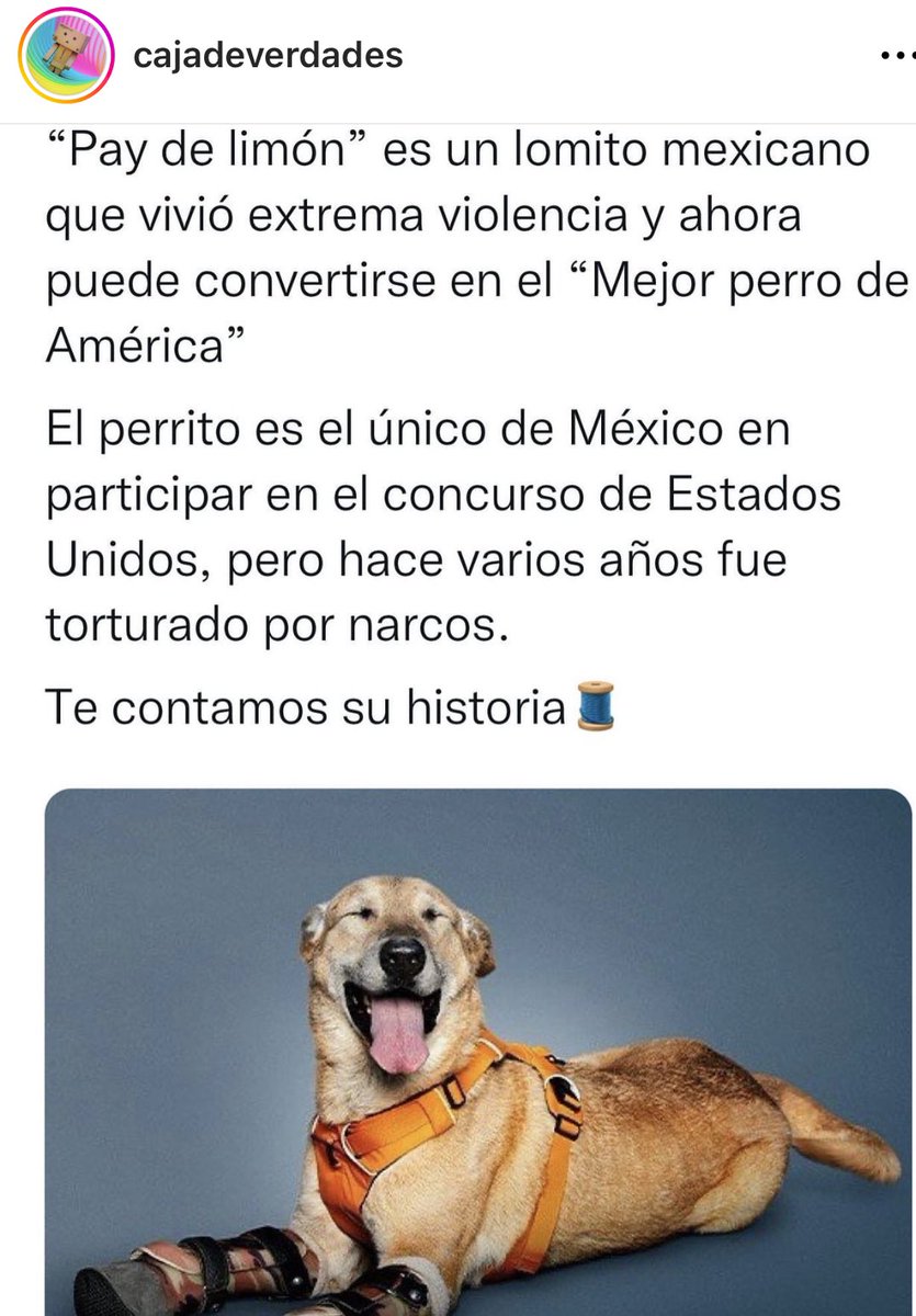AleVillarreal73's tweet photo. #PayDeLimon una historia de la cruel realidad sobre algunos #Mexicanos que #Torturan #Maltratan a ellos que solo dan Amor #Perritos nominado por su historia 🫶🏻#NoAlMaltratoAnimal #ADOPTA #NoLosAbandones https://t.co/VTO2MXD4GT