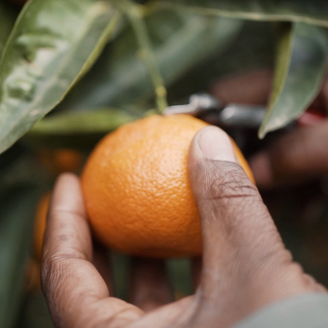 Take a peek at the inner workings of an amazing harvesting team who carefully select each ClemenGold mandarin with love and care, ensuring that you get only the very best.

See our latest reel.

#ClemenGold #ClemenGoldmandarins #TakeAMoment #GoldenMoments