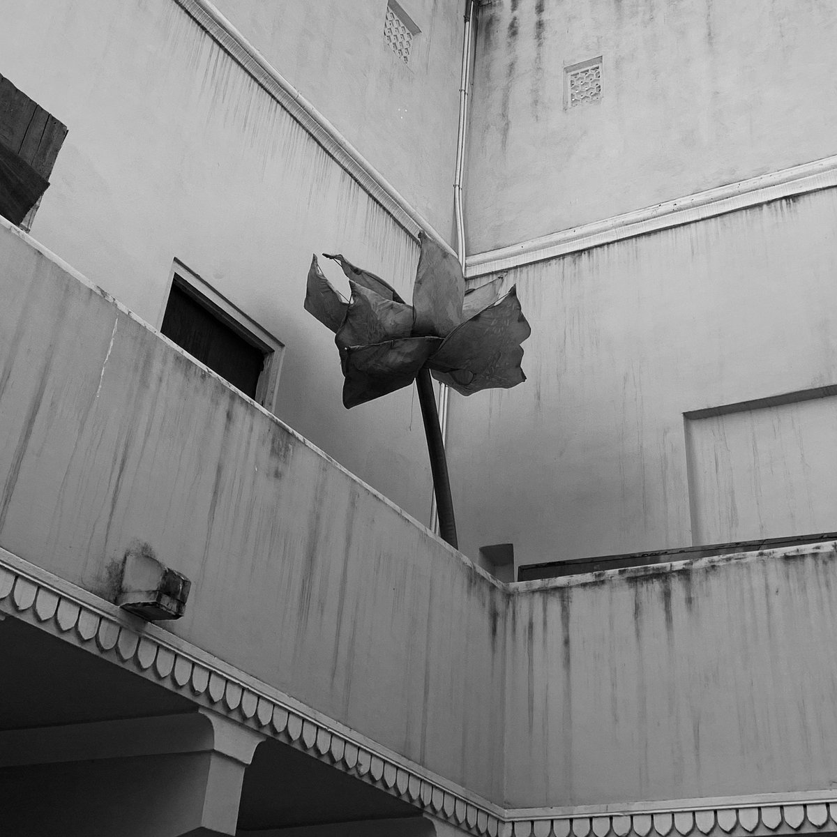 mananchrome's tweet photo. a handmade flower.

#flower #still #blackandwhitephotography #travel #mananchrome https://t.co/3pb0h3v7oo