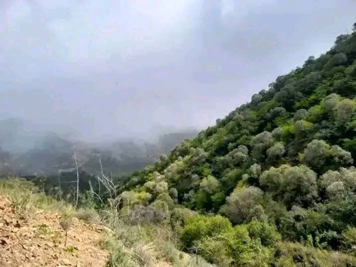 SalihRuffa's tweet photo. Good morning fms , Have a good Day ❤️💢  #Afar #Konnaba #Ethiopia 🇪🇹 https://t.co/rlR2Hijar8
