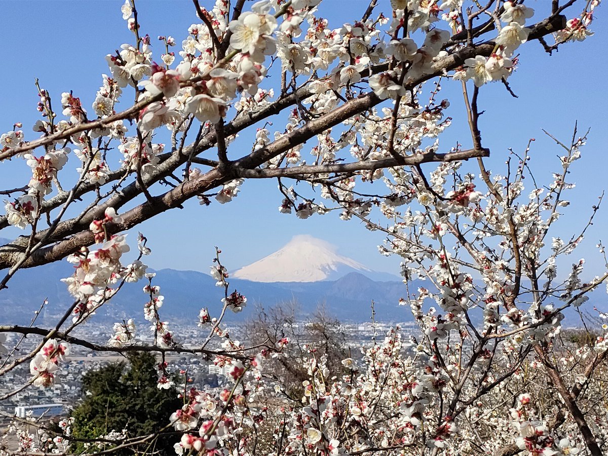 tom_guch's tweet photo. 少し笠を冠っているけど綺麗な富士山が観れました。 https://t.co/8UeAjKRGZw