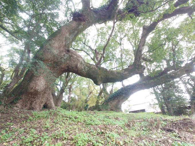 今日行った神社の近くに千年楠があるんだけど、『精霊の守り人』のロケ地だったらしく!知らなかった…そんな身近な所で…!!なんか凄い神秘的なとこだったなぁ。静かで空気も澄んでて。ここの楠木は全部千年前からあるのかなーとても立派だったわ。また行きたい。もう1回ドラマ見直すわ。 