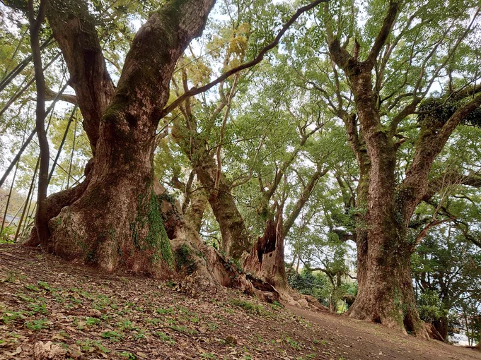 今日行った神社の近くに千年楠があるんだけど、『精霊の守り人』のロケ地だったらしく!知らなかった…そんな身近な所で…!!なんか凄い神秘的なとこだったなぁ。静かで空気も澄んでて。ここの楠木は全部千年前からあるのかなーとても立派だったわ。また行きたい。もう1回ドラマ見直すわ。 