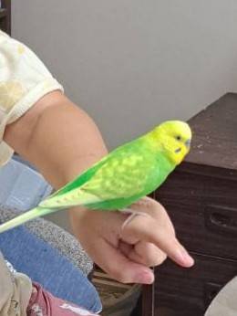 sumicco8setmi6's tweet photo. 相棒の可愛がっていたセキセイインコが不注意で逃がしてしまいました
場所　　　山口県光市領家台
日時　　　2月18日午前

拡散、どんな情報でも良いのでお願いします https://t.co/wsdAyEuiqp