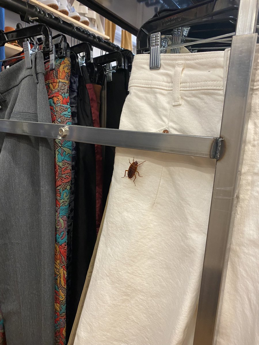 YourLatestMuse's tweet photo. Had to put these back. The roach looked better in ‘em https://t.co/WnVbjR5TOp