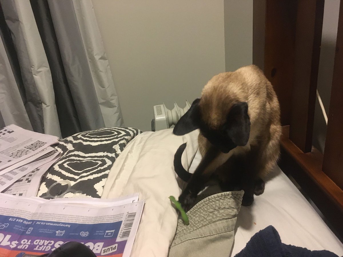 WigleyMinoux's tweet photo. #siamese #caturday #wigley  #catsoftwitter https://t.co/MpMx8gvoOB