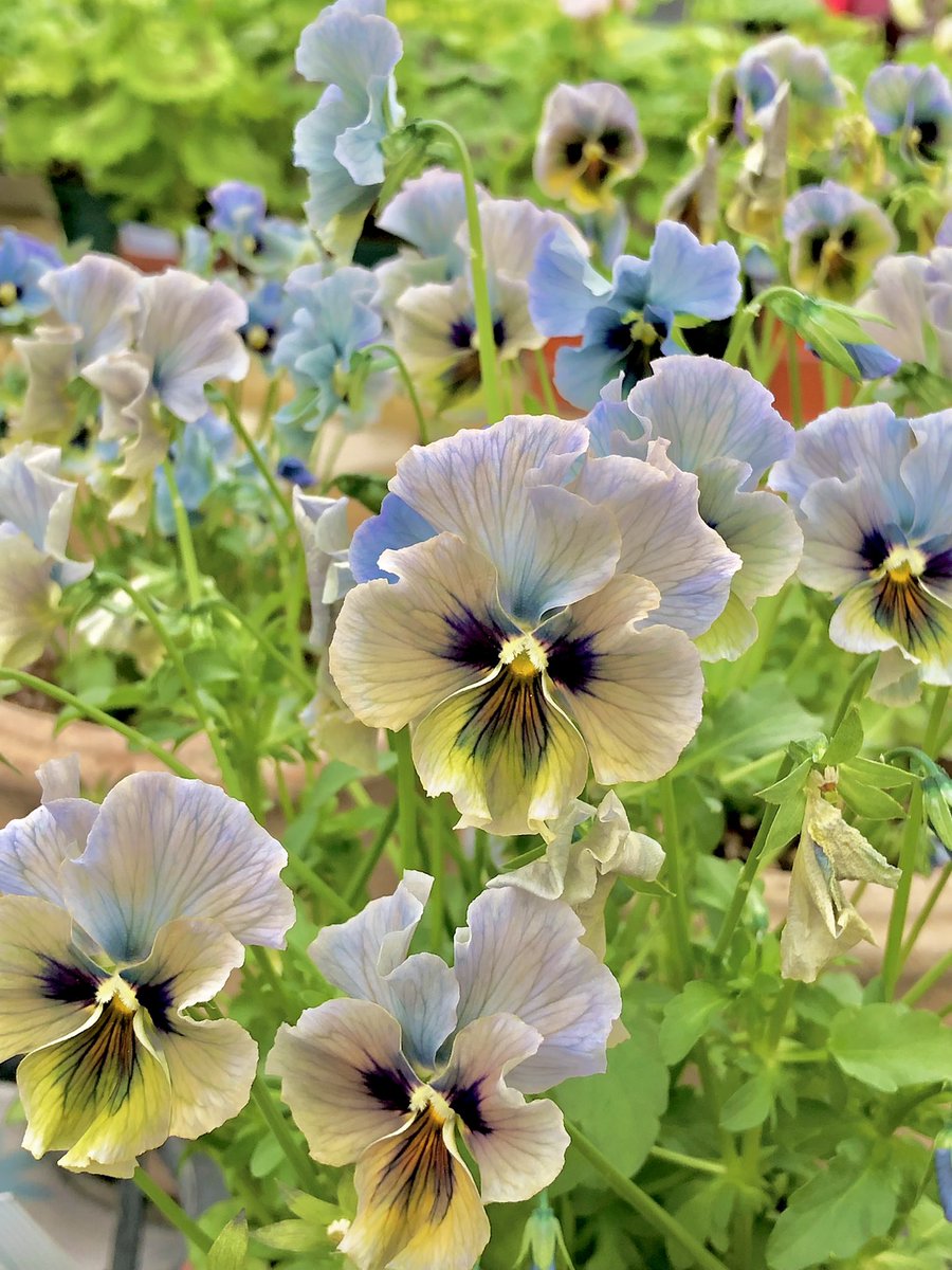 문을 여니 그 곳은 팬지 꽃밭이었답니다