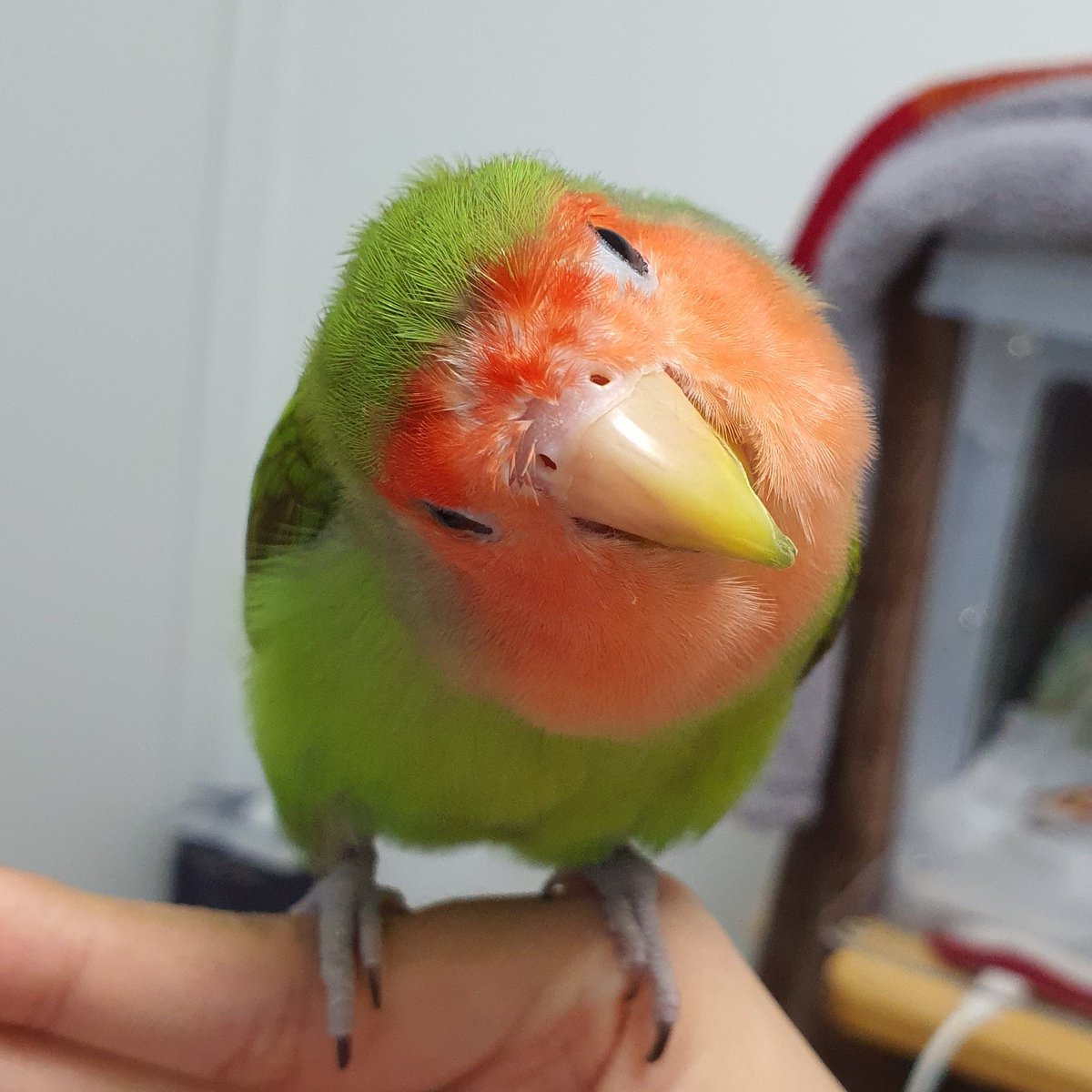 오리주둥이의 콧구멍 왜이렇게 귀엽나 했더니 귀여울수밖에 없엇군