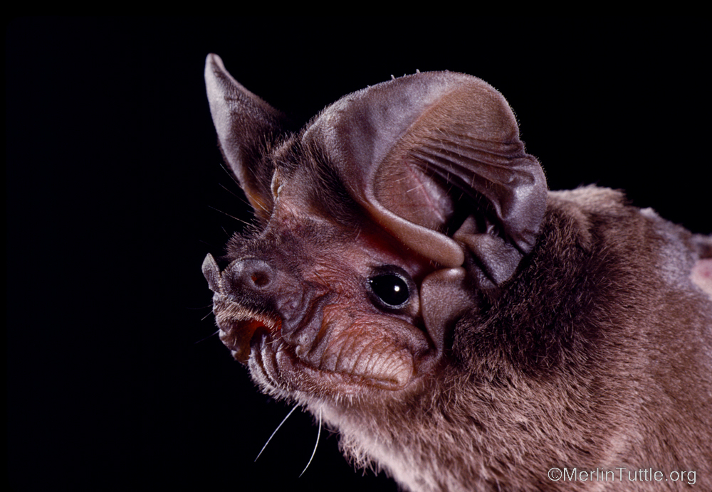 A pocketed free-tailed bat (Nyctinomops femorosaccus) in Arizona… and we wish it was pocketed in our pocket. … 😒🙄🫠🤭😋 Go on then, you try to make a clever pocketed-free-tailed-bat-joke… #batsarecool #thanksbetobats