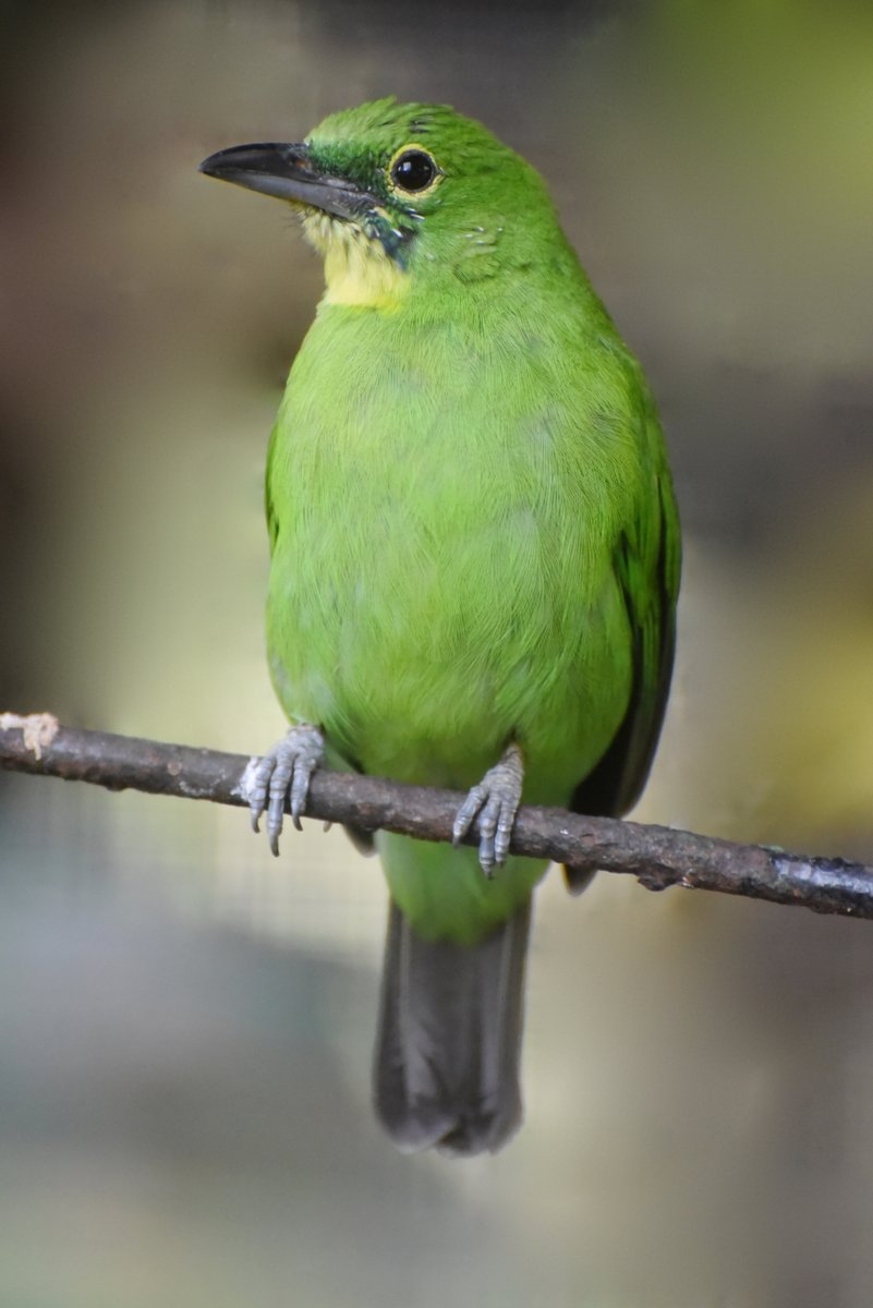 IUCN_Songbirds's tweet photo. Meet the Greater Green #Leafbird! Its striking green plumage makes it one of the most eye-catching #songbirds at the market. However, this distinctive colour serves the species much better in its habitat, where it helps it to blend into the forest's greenery.
📸 by J.Beilby https://t.co/gCe7yxTsnq