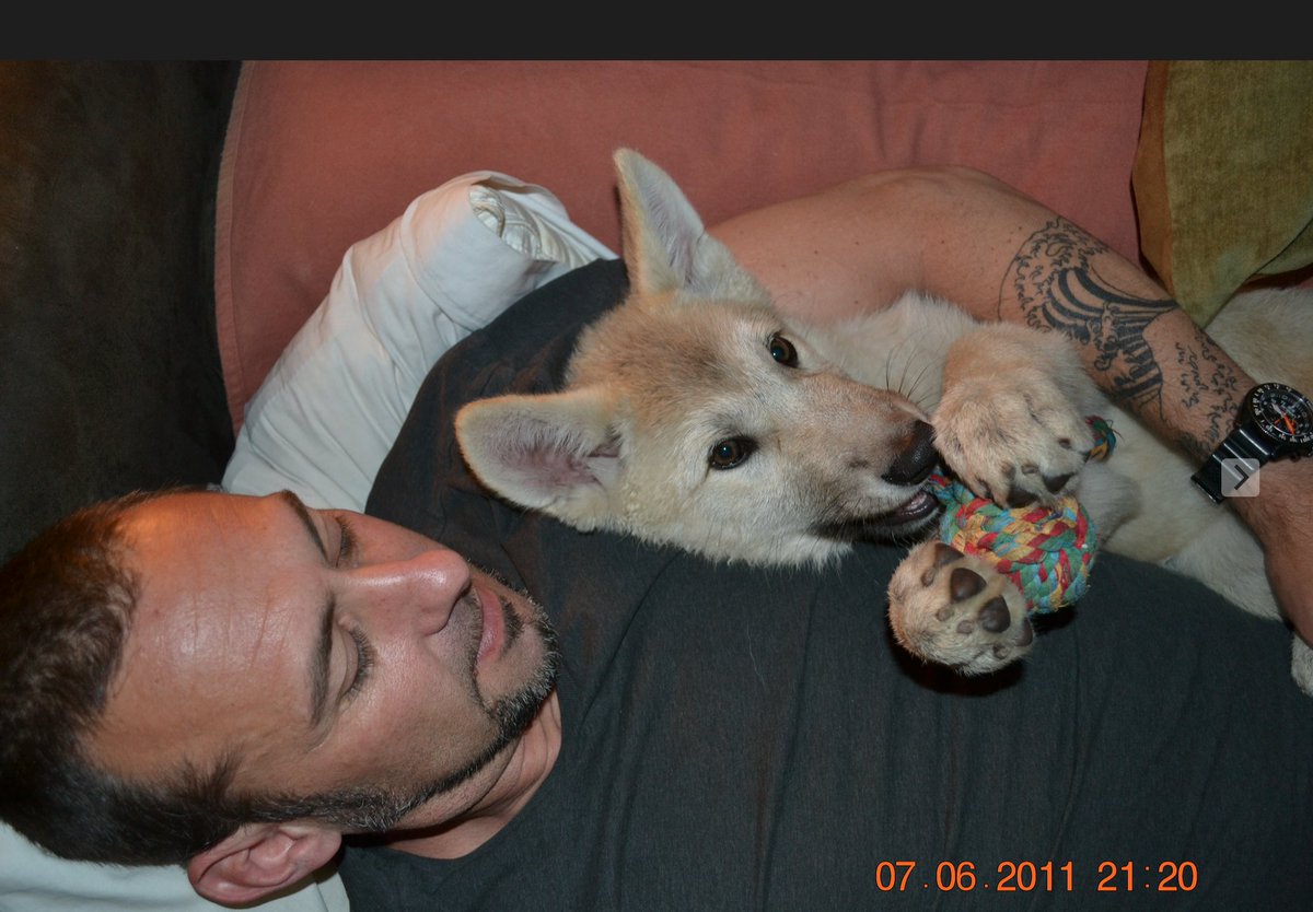 OlivrTheWolfGuy's tweet image. Baby &apos;quey (Aqutaq)
#WolvesOfTwitter #BabyAnimals #WolfPup