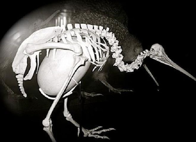 Rainmaker1973's tweet photo. Kiwis lay the largest egg in relation to their body size of any species of bird in the world. It can weigh as much as 450 g: if we compare that proportion to humans, it would mean giving birth to a fully grown 4 year old kid 

[read more: https://t.co/ePBtI2cHZi] https://t.co/J80cWTVYP4
