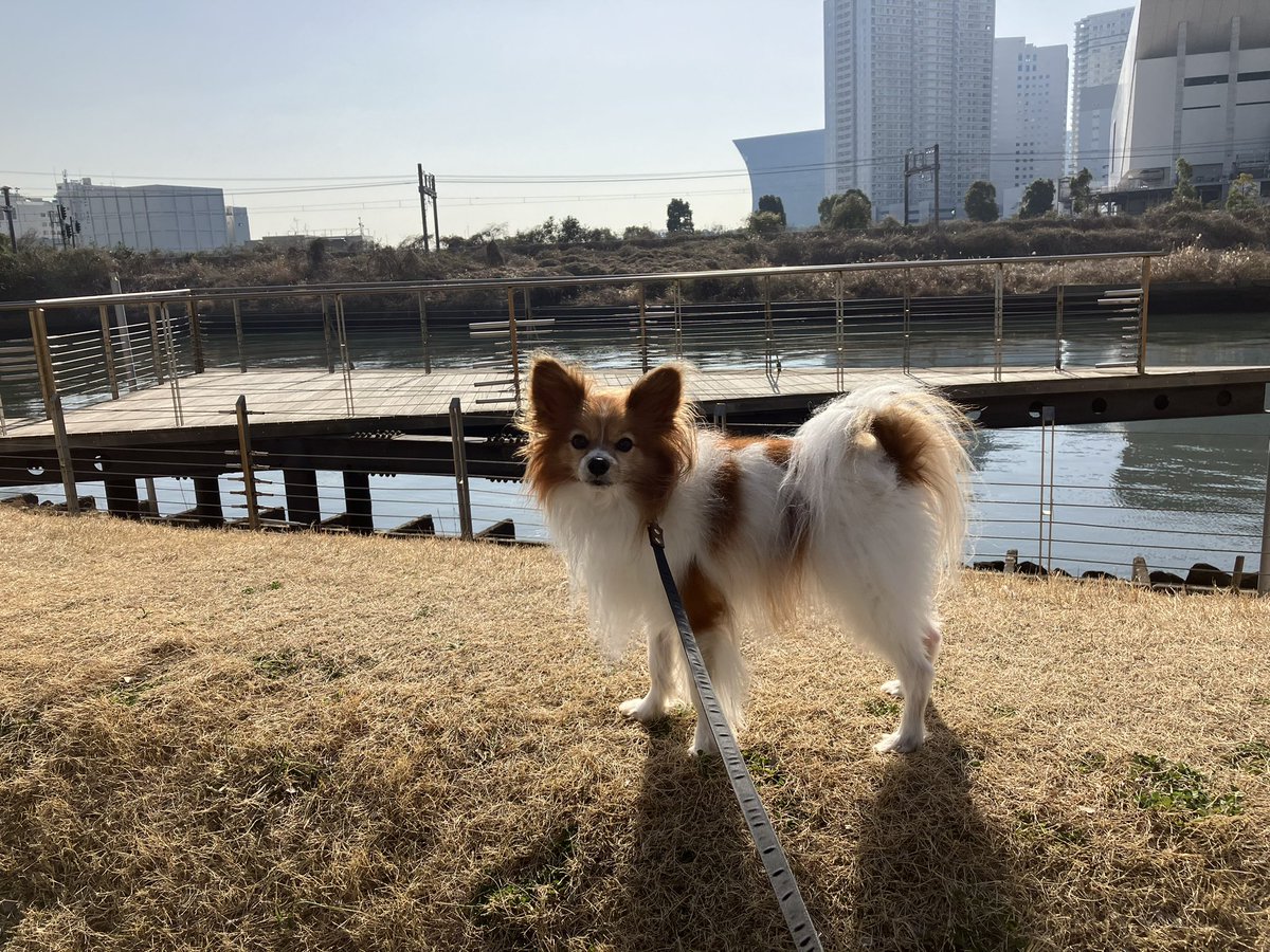 ddLf3wJsP0112f0's tweet photo. お店シャンプー&amp;カット
ビフォーアフター🐶
分かりにくいかな✂️

#パピヨン https://t.co/hbnrfmygdi
