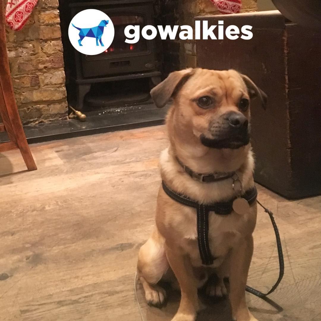 GoWalkiesApp's tweet photo. UK dog owners, share your favourite dog-friendly pub below! 🍻🐾 #dogfriendlypubs #dogpublife https://t.co/u17pWuuQSH