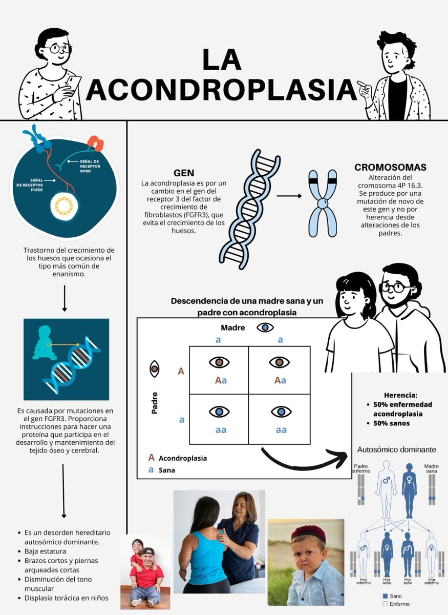 ProyectoBio_456's tweet photo. La acondroplasia. https://t.co/vS5sNRJjVA