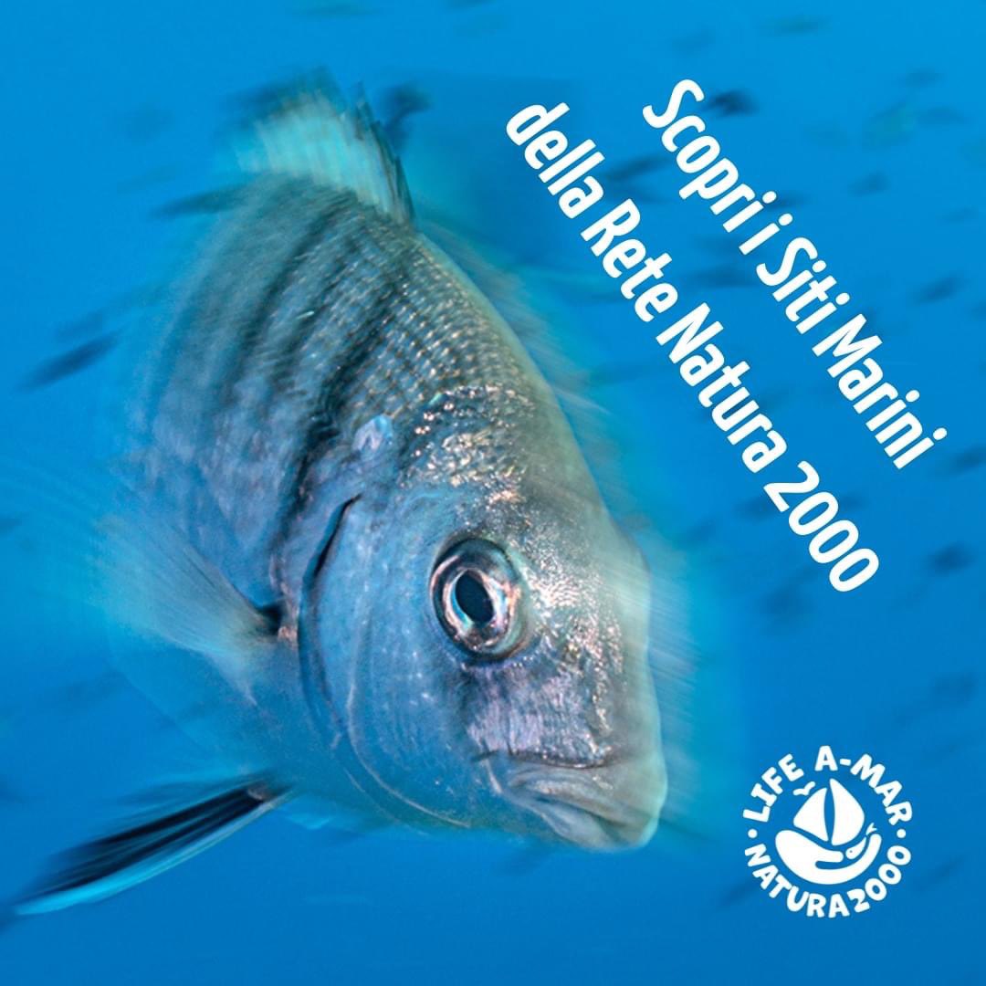 AmarNatura2000's tweet photo. #LIFEAMARNATURA2000 è un progetto finanziato da #ProgrammaLife #UE mirato a diffondere e promuovere la conoscenza dei #SitiMarini mediterranei della Rete #Natura2000 scrigno di biodiversità ancora poco conosciuto dal grande pubblico #tritonresearch https://t.co/uLn2PBlKg5