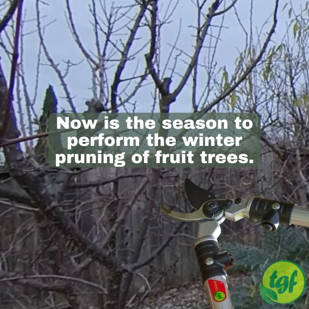 gardenerfriends's tweet image. Now is the season to perform the #winterpruning of fruit trees.

TGF #loppingshears: amzn.to/2EgkNKK ⁠tgfproducts.com⁠

#pruning #pruningtool #thegardenersfriends #bypassloppers #loppers #fruittreepruning #dormantpruning
pin.it/123TNuI via @pinterest