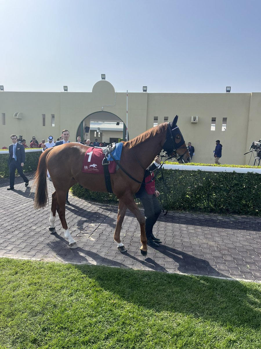 PierceDargan_'s tweet photo. Congratulations to Alzahir under @Atzenijockey for trainers John Gosden &amp; @ThadyGosden and owners @Alwasmiyahstud for winning the Al Rayyan G2 at the @Q_REC Amir Sword Festival! #HorseRacing https://t.co/5zKcfR7ngy