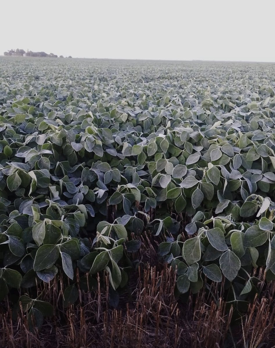 Santiago del Solar tweet media