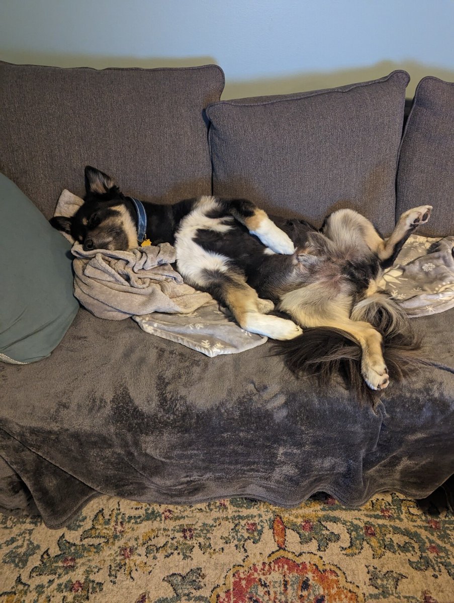 jax_bch's tweet photo. Good morning!  Roscoe's not quite ready to get up yet.....
#Dogs https://t.co/KoQK3UWMKj