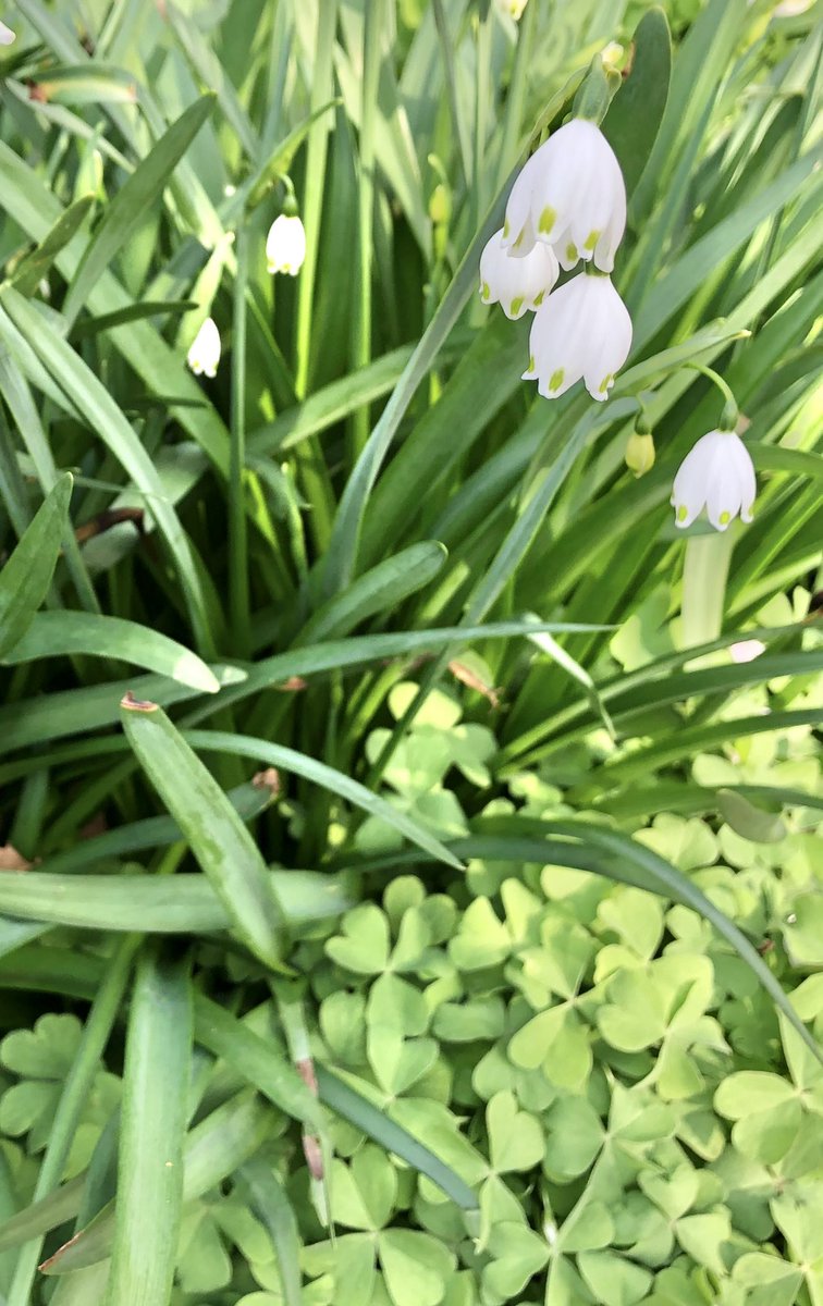 cicacocolor's tweet photo. 植物　photo album

アドバイスに

できない理由を並べ

ただ聞いてくれても

答えを頂戴���とイライラ

それは相談ではなく嘆き

人に吐き出しても解決しない

何をどうしたいか

自分と対話しよう

#只今モニター様を募集しています https://t.co/TQUaYlJWnI