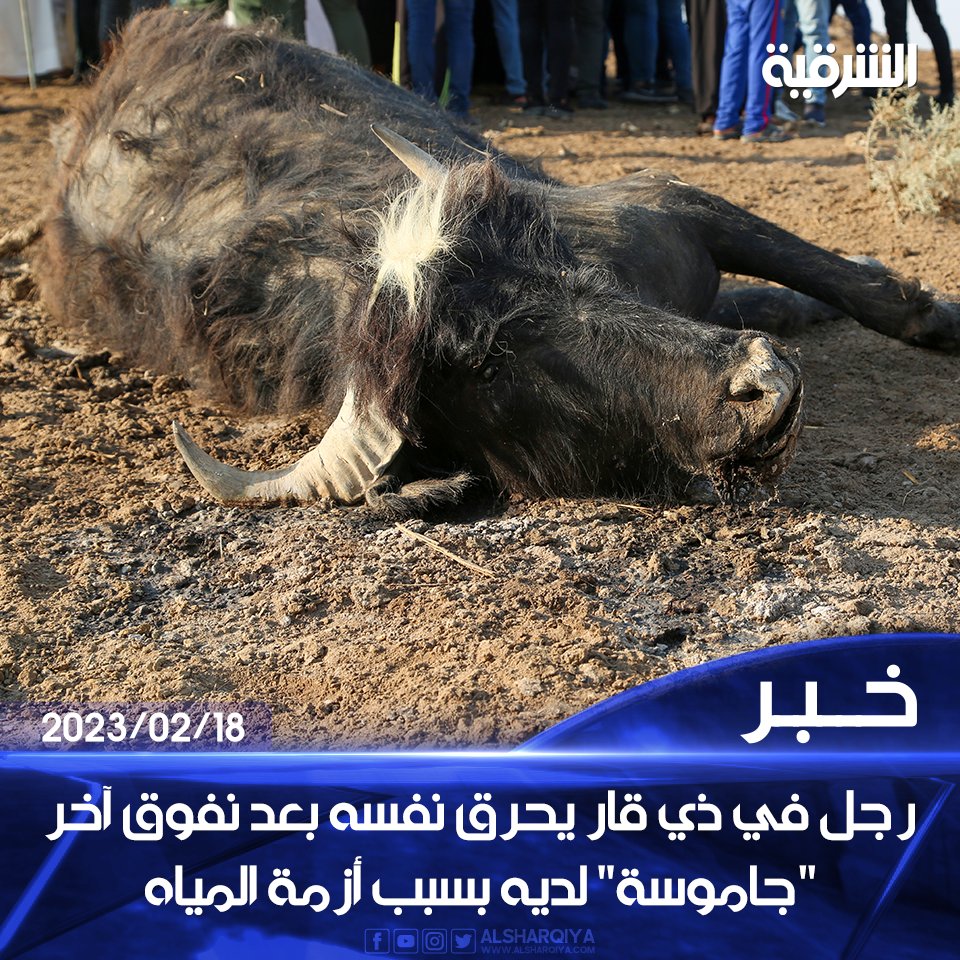 alsharqiyatv's tweet photo. إنقاذ رجل في ذي قار بعد إقدامه على حرق نفسه نتيجة نفوق آخر "جاموسة" لديه بسبب أزمة المياه في الأهوار
#الشرقية_نيوز https://t.co/SIXCU25JUT