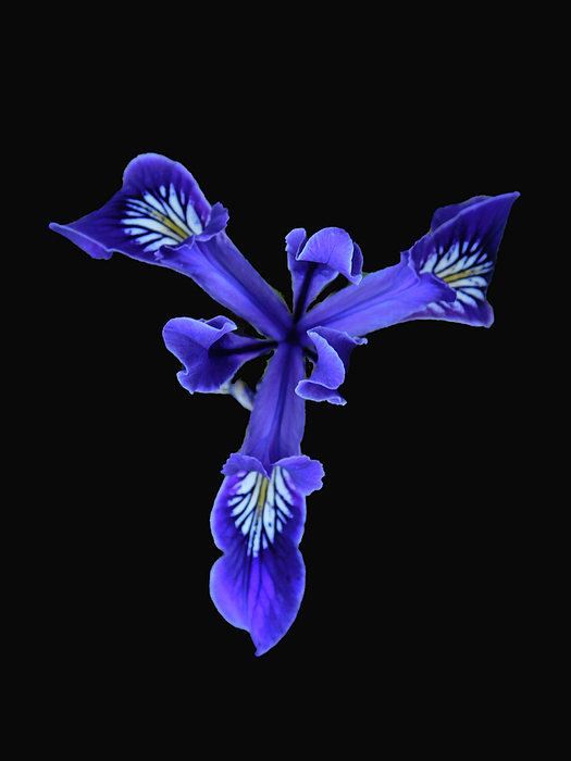 goliath0825's tweet photo. New artwork for sale! - "Wild Purple Iris" - https://t.co/vR0EX3qD0g @fineartamerica https://t.co/ICx4mssu8W
