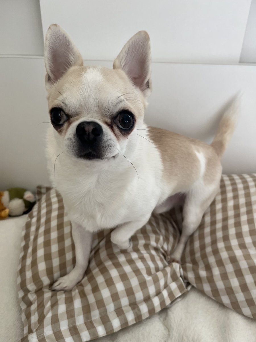chikkun0522's tweet photo. 朝、もうひと眠りしようと思ったら、枕の上に入り込んできて、二度寝を阻止された😂 https://t.co/z8BNLOs4jr