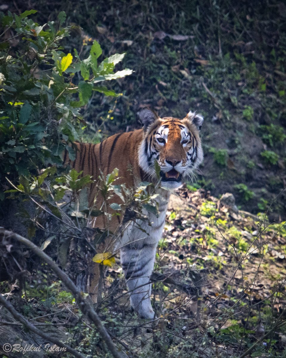 An unexpected sighting of the Tiger during our #GBBC2023 in Kaziranga.
#birdinghimalayas #photooftheday #ThePhotoHour #IndiWild