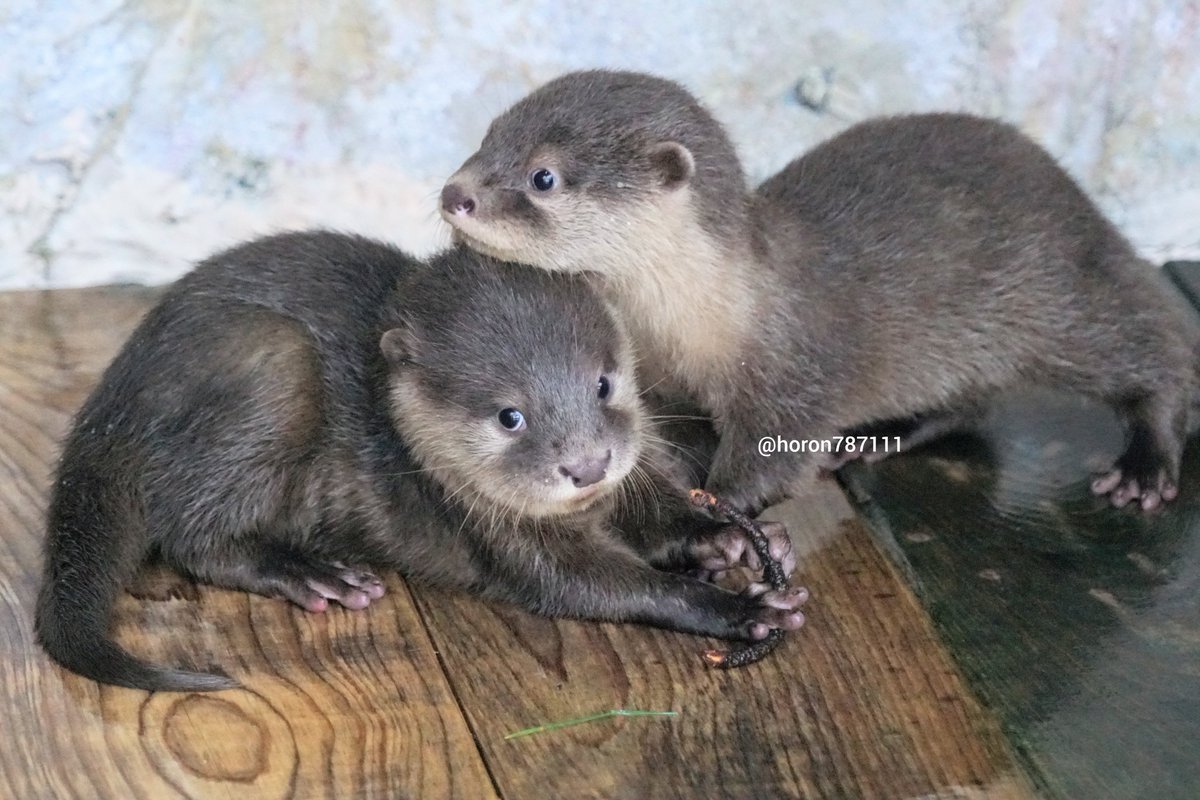 horon787111's tweet photo. 小さい時から順番に兄弟重ね。
#桂浜水族館　#コツメカワウソ https://t.co/Z9hEJ7Uamx