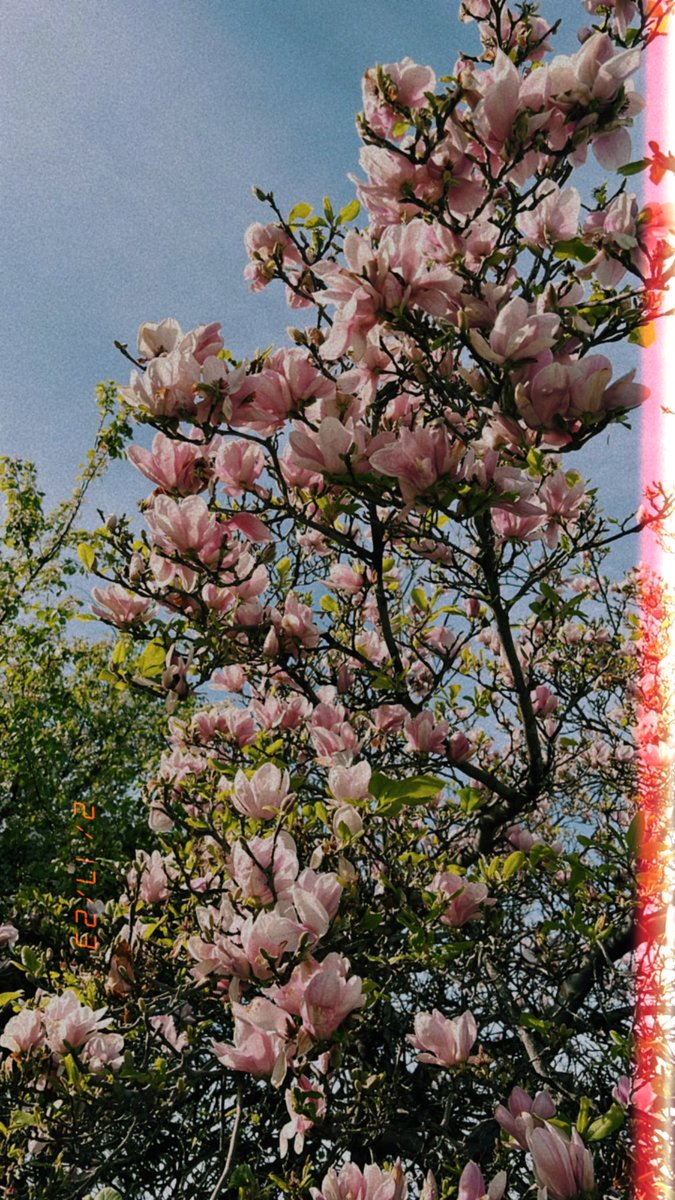 nas_akkerman's tweet photo. 🌸🌸🌸 https://t.co/35Py6x0usf