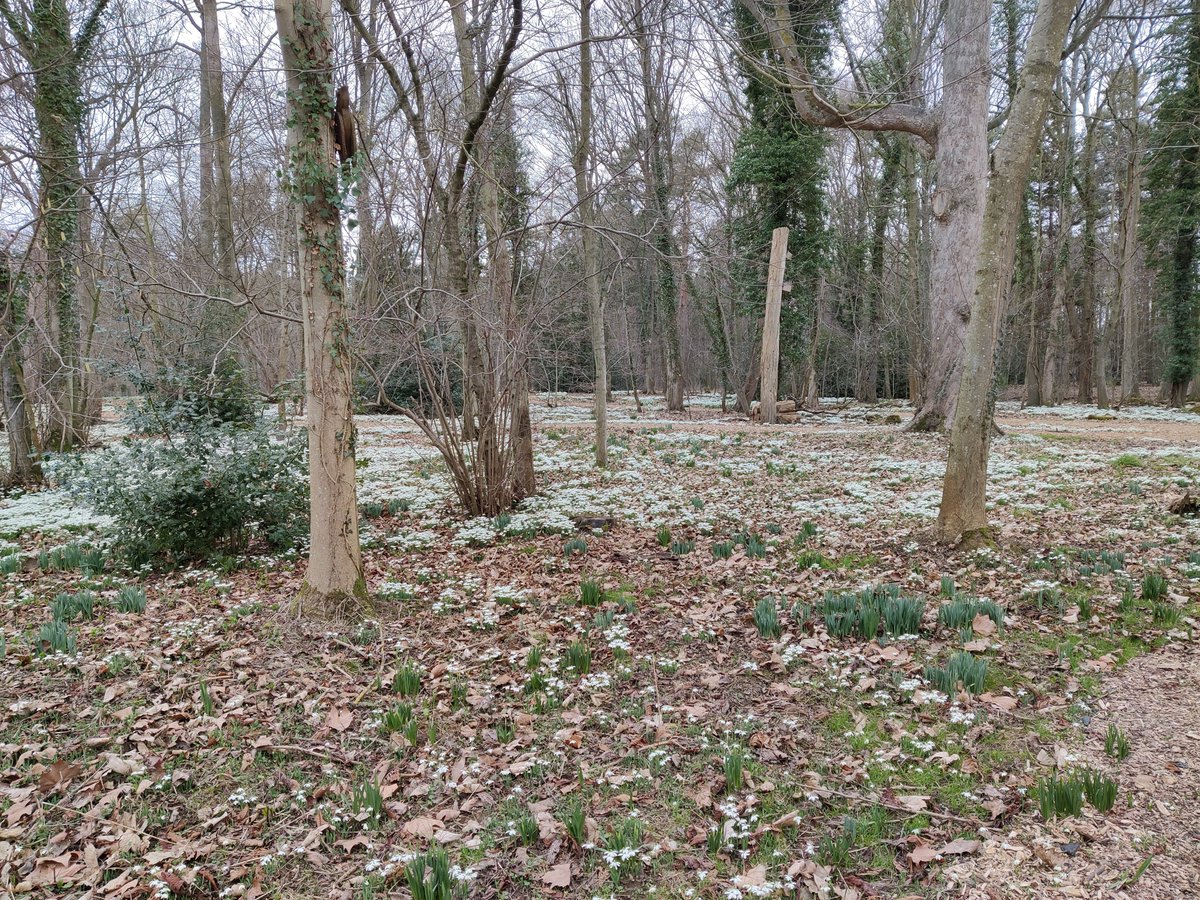 cross_mouse's tweet photo. Snowdrops: Best admired
At a distance. In a swathe
A drift, a carpet.
They are placeholders,
For when the garden becomes
More interesting.
#vss365
#vsspoem
#PoemADay
#haiku
#senryu
#MarksHall https://t.co/O74kdpvYcV