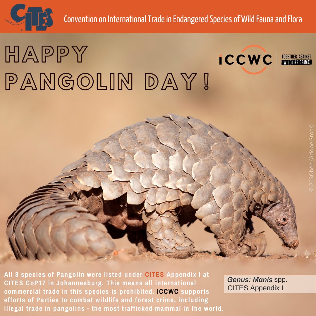 Happy World Pangolin Day! #WorldPangolinDay #Wildlife 
#Conservation