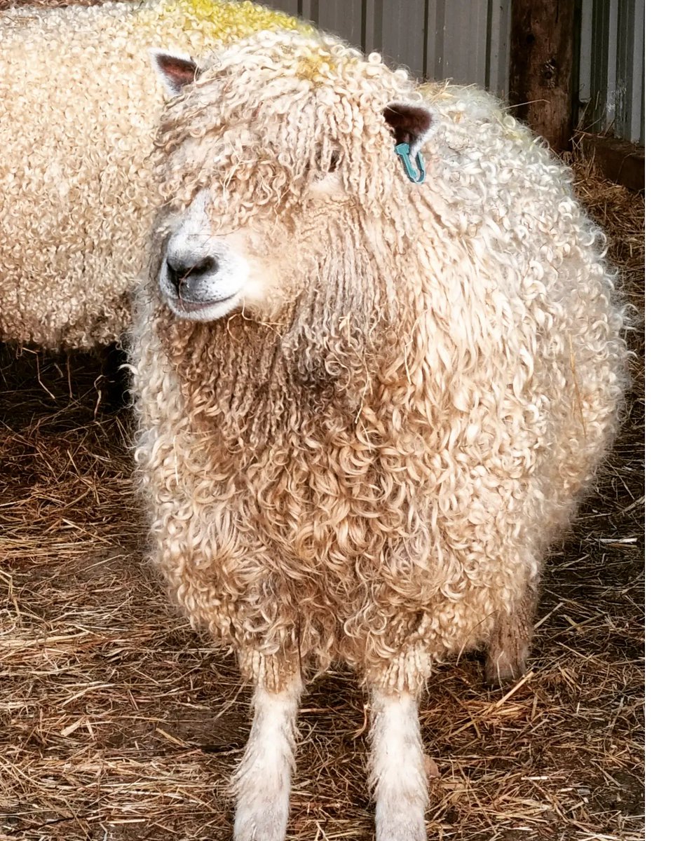 Wit's End Fantasia, one of our pedigree white Leicester longwool ewes showing off her locks for the camera. #CurlyGirl #curly #sheepoftheweek #Britishwool #lovewool #rarebreeds #rbst #campaignforwool #sheepfarming #shepherdess