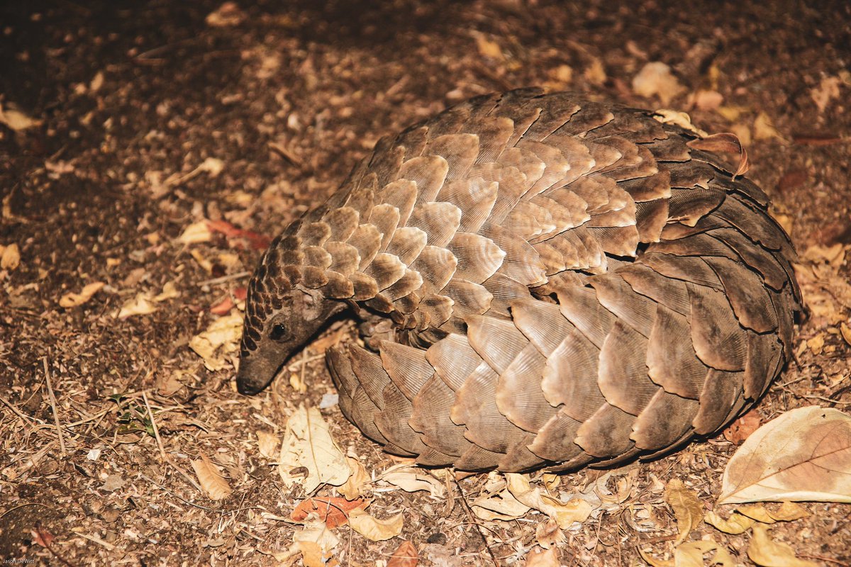 PANGOLIN DAY

Today is the Day of the Pangolin, an endangered animal worldwide. But what are these animals and why is the species endangered? 
Pangolins are shy, nocturnal mammals completely covered in plate-like scales, often referred to as 'scaly anteaters'. 1/2 #pangolinday