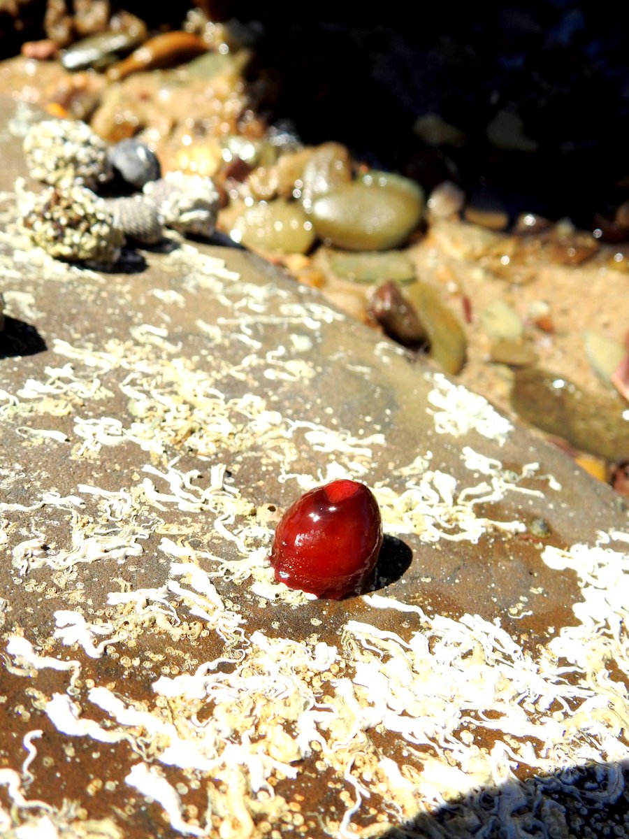 Janice_Vaz_'s tweet photo. I can’t believe I saw these while Rock-pooling today!
#blueringedoctopus #anemone #chiton #seatosource @CityofMarion @CVAustralia https://t.co/j5eZOnlOHc