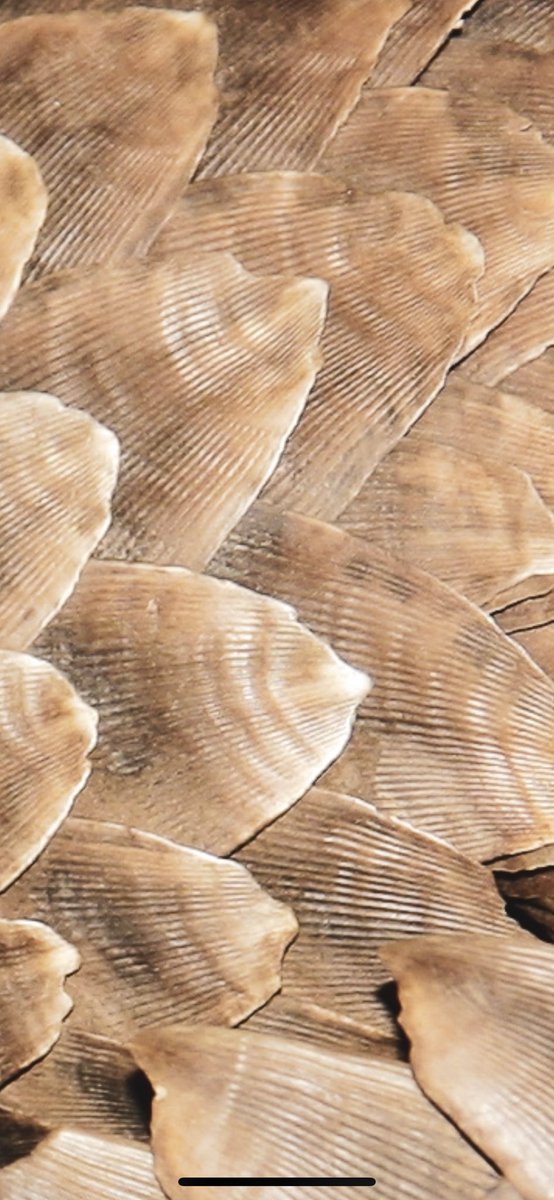 2/2 Most people have never heard of pangolins, yet they are the most trafficked mammal in the world due to the high demand for their scales and meat. Their meat is considered a delicacy, while their scales are said to 'cure' ailments in traditional Asian medicine. #pangolinday