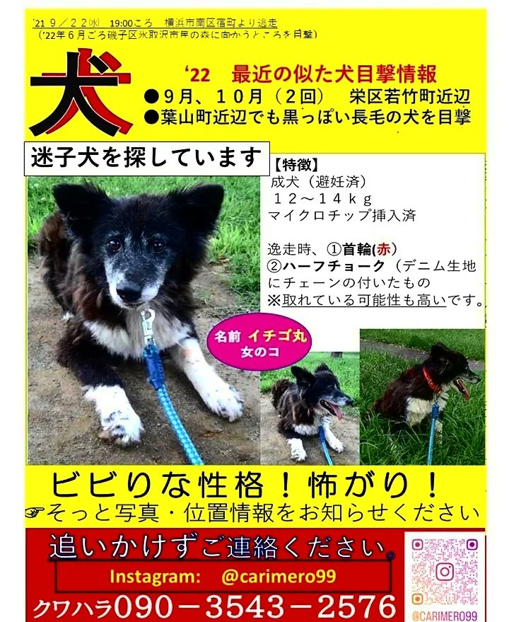 23年2月16日に栄区　ふじやま公園の若竹町の方の入り口でみかけられました
目撃情報ありましたらどうぞよろしくおねがいします。