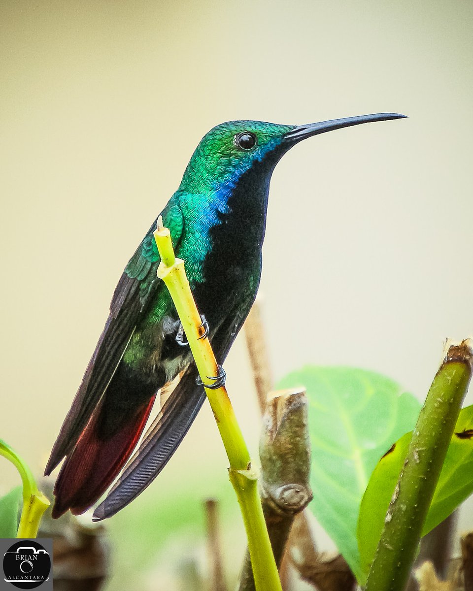 bri_alcan's tweet photo. #blackthroatedmango
#male
#hummingbirdphotography #hummingbirdsoftrinidadandtobago #hummingbirdlovers
#colibri
#best_birds_photography #hummingbirdsofinstagram #colibri #wildlifephotography #naturephotographer #BirdsSeenIn2023 #natureperfection
#birdsoftrinidadandtobago https://t.co/pxyAxyTAVC