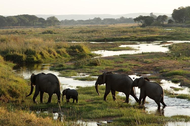 Ruaha national park is the largest and untouched Tanzania national park with very special pristine eco-system with a remarkable number of wildlife.

For Tanzania safaris contact us: 
✉️: nyanguloafricasafaris@gmail.com
📞: +255765477267 

#ruahanationalpark #tanzanianationalpark