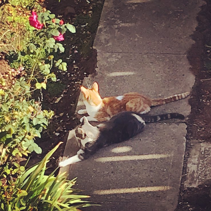 shivaunsay's tweet photo. These boys visit the garden on a regular basis. There aren’t any dogs so they relax after rodent hunting. I don’t think they belong to anyone. They don’t wear collars and are afraid of humans… 🐀🐁🐈⬛🐈♥️ #visitingcat #rodentpatrol #feral https://t.co/ThX1HEO3x2
