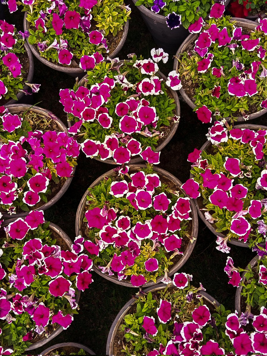 W_O_C_NFT's tweet photo. Maroon Flowers shot from
realme C12
#roses #flowersforfreen #flowerway_hope #flowershow2023 #flowers #realme #realmepakistan #realmeglobal #FlowerReport #fromthetop #photography https://t.co/bIRHhpR5gy