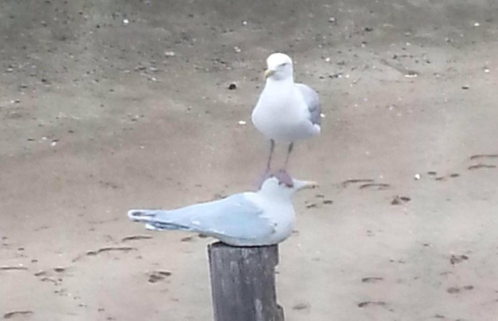 See if you can guess which one of these seagulls is a Tory.