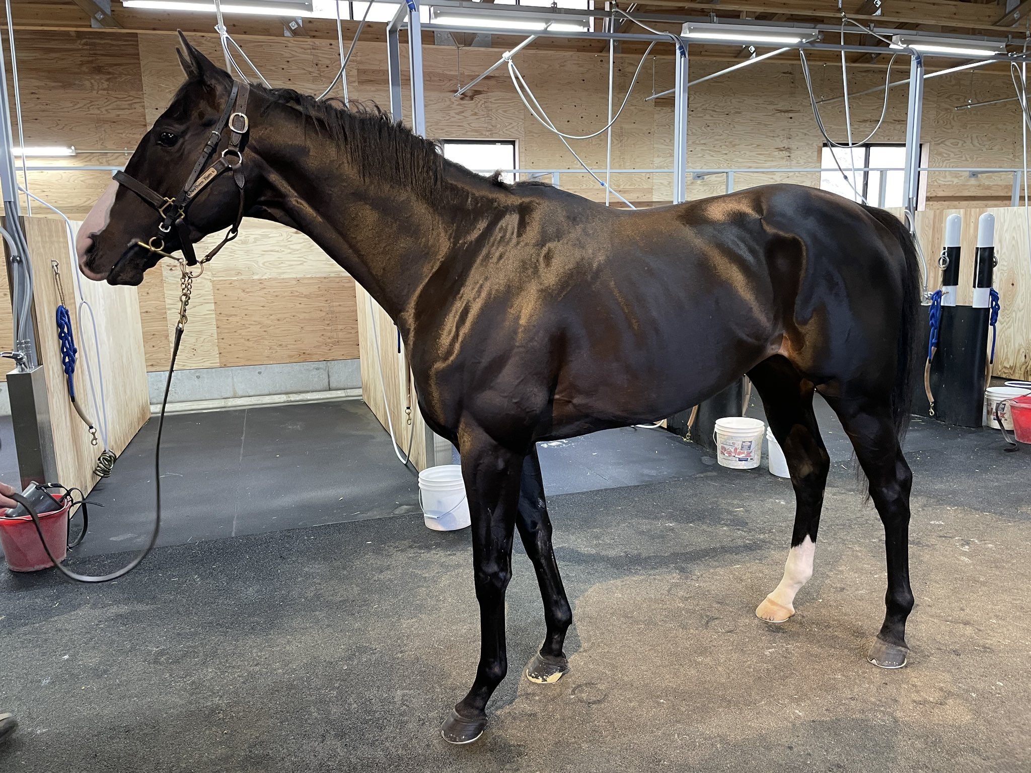 イクイノックス　実使用　調教　蹄鉄　鬣　一本付き　② イクイノックス 実使用 調教 蹄鉄 鬣 一本付き ② イク